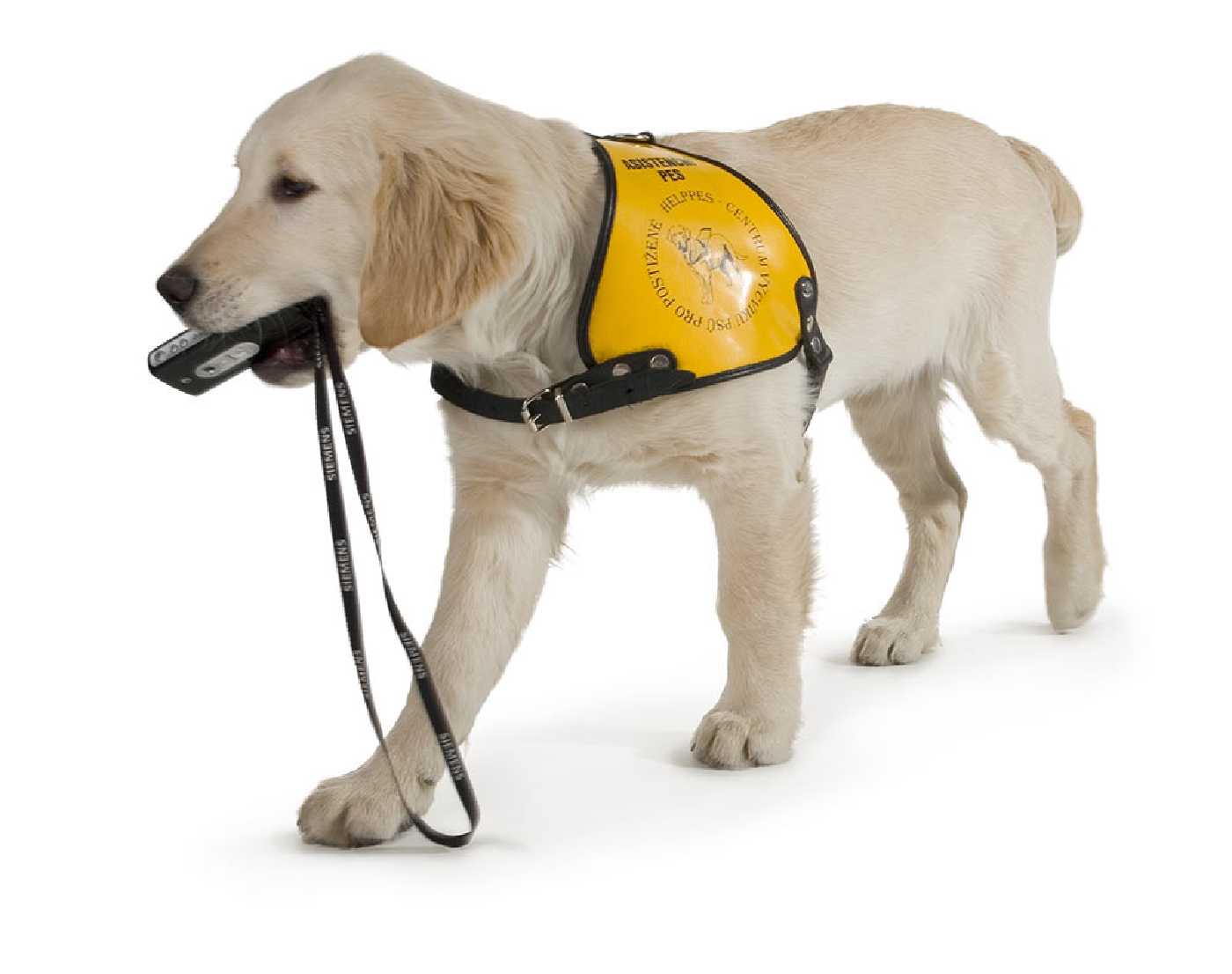 Pes označený jako asistenční podávající tlamou mobil 